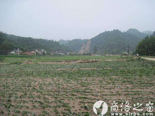 農(nóng)作物受災(zāi)920公頃，其中：絕收210公頃，水毀河堤72公里、耕地210公頃，灌渠24公里，自來水管線180公里。圖為趙