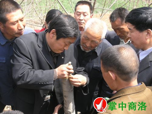 農(nóng)業(yè)專家陳新樂(lè)(左二)在丹鳳縣棣花鎮(zhèn)兩嶺村指導(dǎo)核桃高接換優(yōu)嫁接技術(shù)