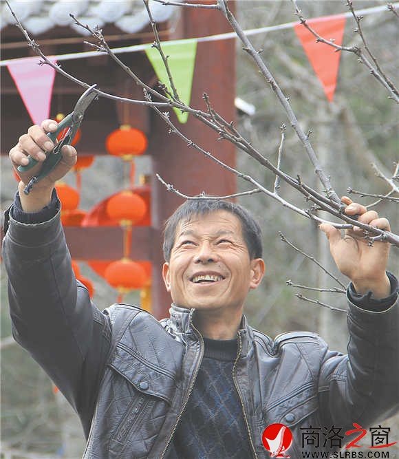 農(nóng)家樂經(jīng)營者周江寶正在修剪院中的櫻桃樹，計劃著將來讓來此吃飯的游客在自家院內(nèi)采摘。