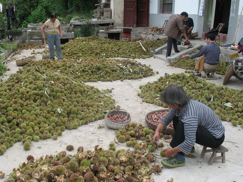 板栗已成為當(dāng)?shù)剞r(nóng)民的一項重要經(jīng)濟(jì)收入.jpg