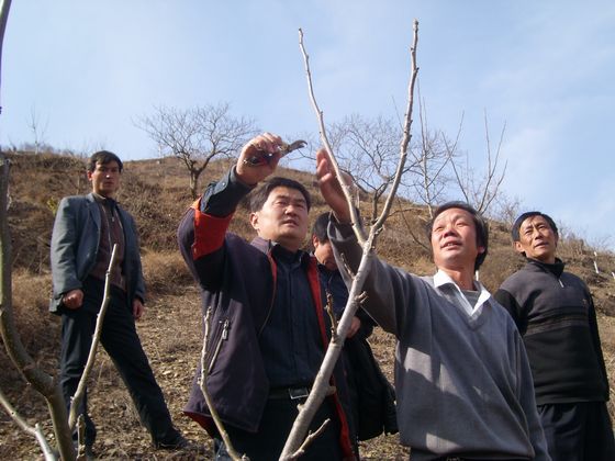 開展果樹嫁接、修剪等技術(shù)培訓(xùn).JPG