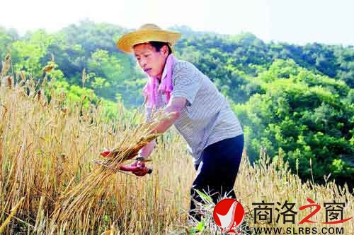 下午兩點多，一天中最熱的時候，趙順堂頂著太陽在地里割麥子。
