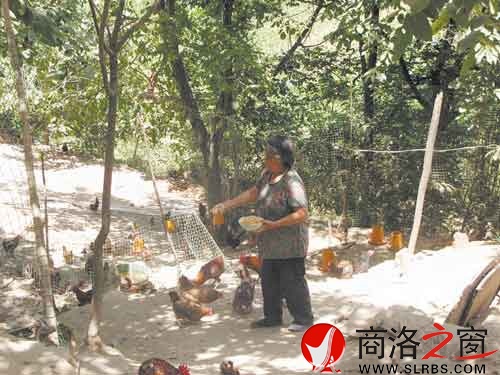 在新一輪扶貧開發(fā)中，我市不少農(nóng)戶都將林下養(yǎng)殖作為發(fā)展項目。