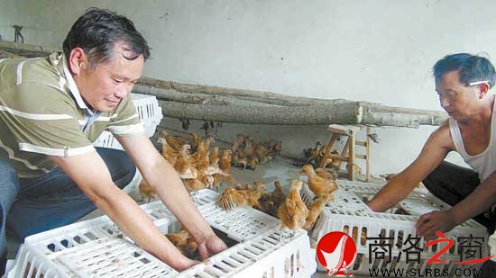 鴻偉公司向八龍村捐贈了5000只價值6萬元的雞苗，村民江文春正在接收雞苗。