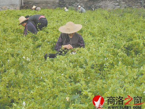 在市委宣傳部的幫扶下新建的100畝金銀花基地，增加了村民收入。