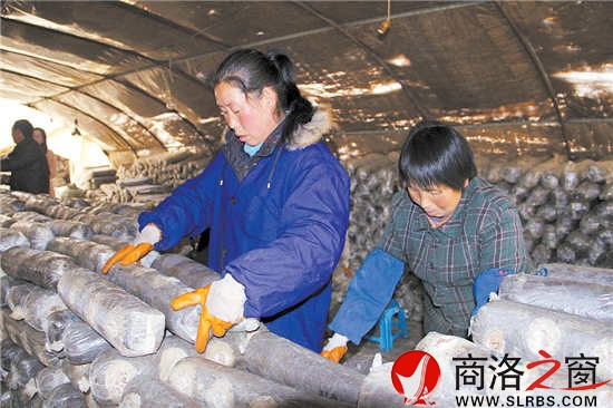 香菇大棚里，幾位村民正在忙碌地碼放料袋。香菇產(chǎn)業(yè)的發(fā)展，解決了當?shù)財?shù)十名留守婦女的就業(yè)問題。