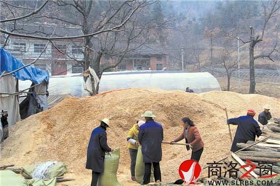韓子坪村薪炭林資源豐富，群眾采取間伐或管護取枝的材料制作鋸末填充料袋，保證生產(chǎn)出味道鮮美的食用菌。