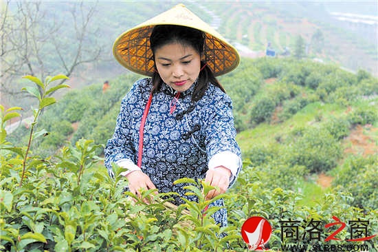今年22歲的采茶女兼導(dǎo)游王蓉,把采茶當(dāng)成一種樂趣。