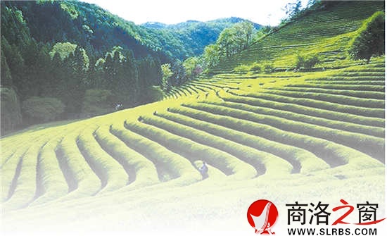 商南是陜西有名的產(chǎn)茶區(qū)，滿山遍野的茶樹就像是覆蓋在山上的綠毯子，成為農(nóng)民的綠色銀行。