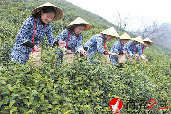 采茶時(shí)節(jié)，茶園與采茶女成為商南一道靚麗的風(fēng)景。