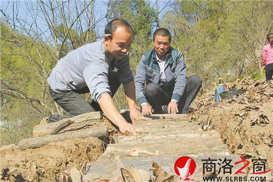 社員石立峰正在種植豬苓,趙實(shí)明在旁邊進(jìn)行技術(shù)指導(dǎo)。