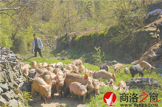 每天固定時(shí)間,趙王琦就會(huì)把圈舍里的豬放出來(lái)。