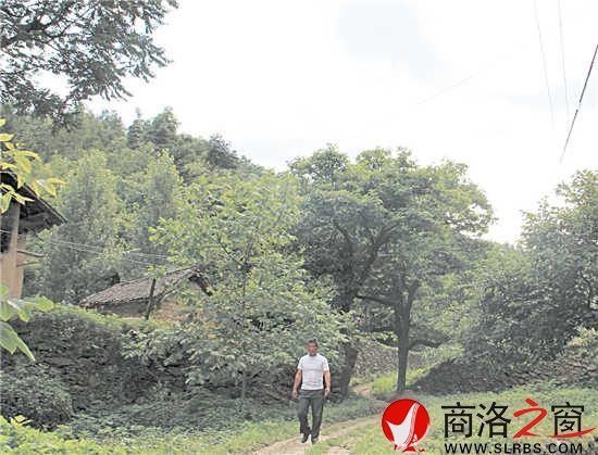 家鄉(xiāng)的這條路楊安平已走了多年，但他每次經過這里，都有一種深深的眷戀。