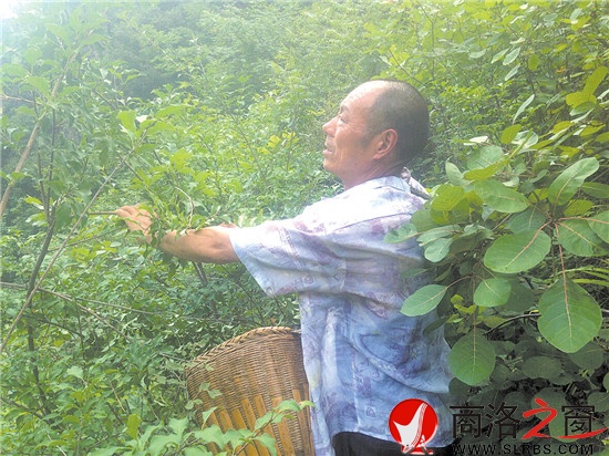 打山貨每天能賣百十元錢，成了炎炎夏季袁漢友最開心的事情。