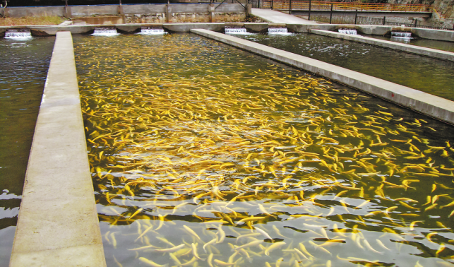 立足生態(tài)資源優(yōu)勢 發(fā)展特色冷水魚產業(yè)